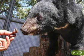 معمای عجیب توله ‌خرس گمشده در پردیسان