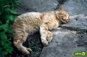 چرا گربه‌ها عاشق بتن هستند؟