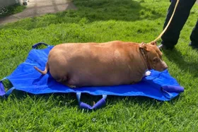 حکم زندان برای غذا دادن زیاد به حیوان خانگی!