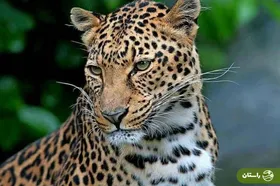 ویدئو |‌ ثبت تصاویری نادر از پلنگ ایرانی در جنگل های مازنداران