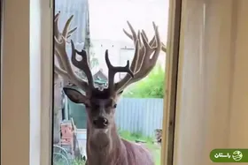 (ویدئو) گشت و گذار بوریس، گوزن محبوب اوکراینی‌ها در یک روستا