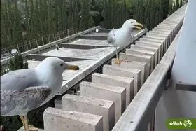 ویدیویی از رفتار بامزه دو پرنده در اینستاگرام ۱۲ میلیون بازدید گرفت!