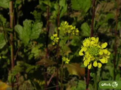 ترپوکه؛ علف هرزی که خوشمزه‌ترین آش لری بهاره با آن درست می‌شود + دستور پخت آش ترپوکه و کوفته ترپوکه