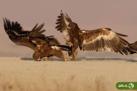 ویدئو | تصاویر دیدنی از درگیری عقاب‌های صحرایی در اراک
