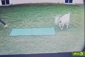 ویدئو | تقلید حرکات یوگا توسط بُز باهوش