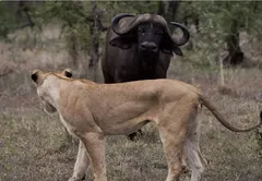 (ویدئو) وقتی بوفالوها شیر نر تنها را از مرگ نجات می‌دهند!