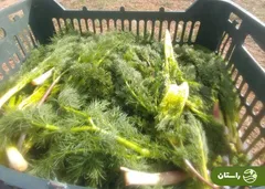 جاشیر؛ شاه گیاه کوه‌های زاگرس که به خاطرش آدم کشته شده است + دستور پخت چند غذای محلی با جاشیر