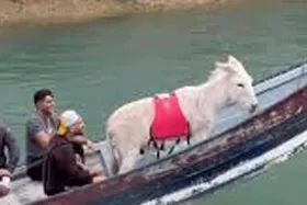 ویدئو | عملیات نجات خر در دزفول!