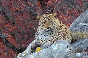 تصاویری زیبا از پلنگ ایرانی در حیات وحش کیاسر؛ این هوش مصنوعی نیست!