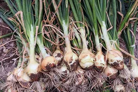 پیاز عنصل چیست و چه خواصی دارد؟‌