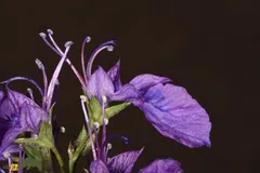 مریم نخودی؛ گیاهی که در کرمانشاه رشد می‌کند، رماتیسم را درمان می‌کند و ترک‌ها به آن «گیاه ضد بُز» می‌گویند