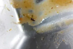 تصاویری از سوسک در غذای سلف یکی از دانشگاه‌های دولتی!