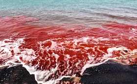 فیلمی دیدنی از جاری شدن رودخانه خون در جریزه هرمز