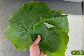 خواص برگ مو چیست؟ بخوانید تا راز علاقه گذشتگان را به برگ انگور بدانید!