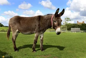 پماد خر؛ پمادی که از چربی الاغ تهیه می‌شود و کمردرد و پا درد را درمان می‌کند!