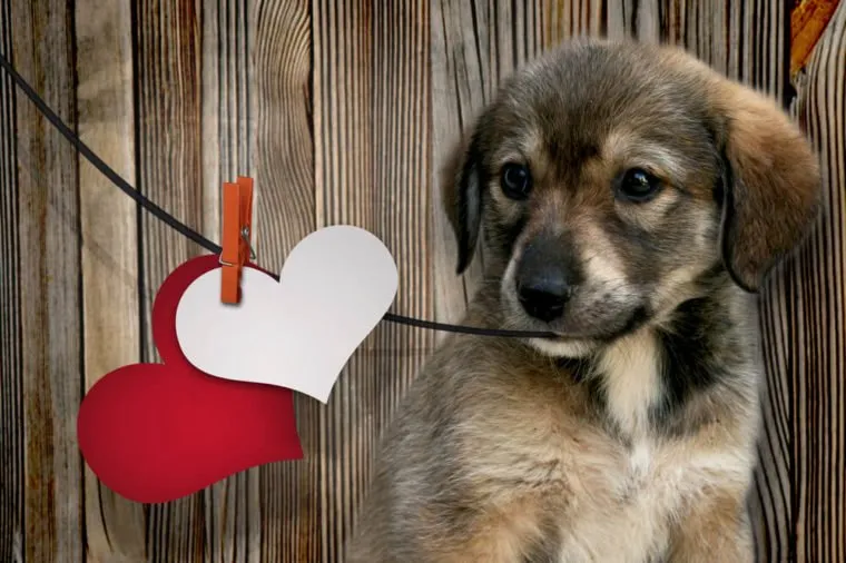 روز ولنتاین و حقایقی جالب درباره سنت‌های آن که نمی دانستید