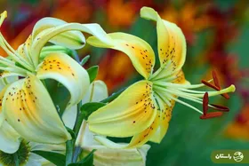 ویدئو | تصاویر شگفت‌انگیز از گل کمیاب‌ سوسن چلچراغِ در گیلان