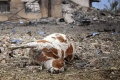 (تصاویر) حمله هوایی به روستای لنگیرات زیدون در بهبهان