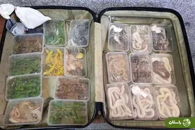 (عکس) کشف یک محموله عجیب در فرودگاه امام