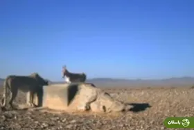 ویدئو | ثبت لحظه بی‌نظیر و شگفت‌انگیز از یوز و گور آسیایی در سمنان