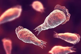 چگونه به جنگ «آمیب مغز خوار» و «مسمومیت جیوه» برویم؟