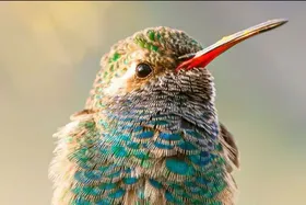 حقایقی شگفت‌انگیز درباره مرغ مگس‌خوار