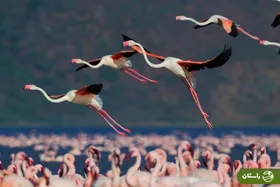 تصاویری دیدنی از بزم فلامینگو‌ها در میانکاله