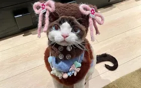 کوکو؛ تصاویری از گربه‌ای که با استایلش فضای مجازی را ترکاند!