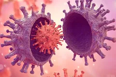 کرونای تیغی چیست، چه علائم و عوارضی دارد؟