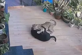 (ویدئو) نبرد جسورانه سگ خانگی با پلنگ مقابل لنز دوربین مداربسته!