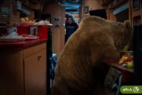 حمله خرس به کمپر ارسطو و نبرد بی‌رحمانه با بهتاش + ویدئو