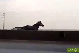 ویدئو | مرگ دردناک اسب سرگردان در اتوبان تهران-ساوه