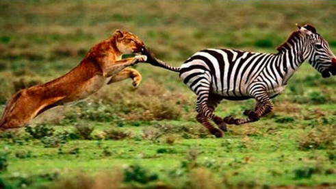 (ویدئو) فرار برق‌آسای یک گورخر از چنگ شیر