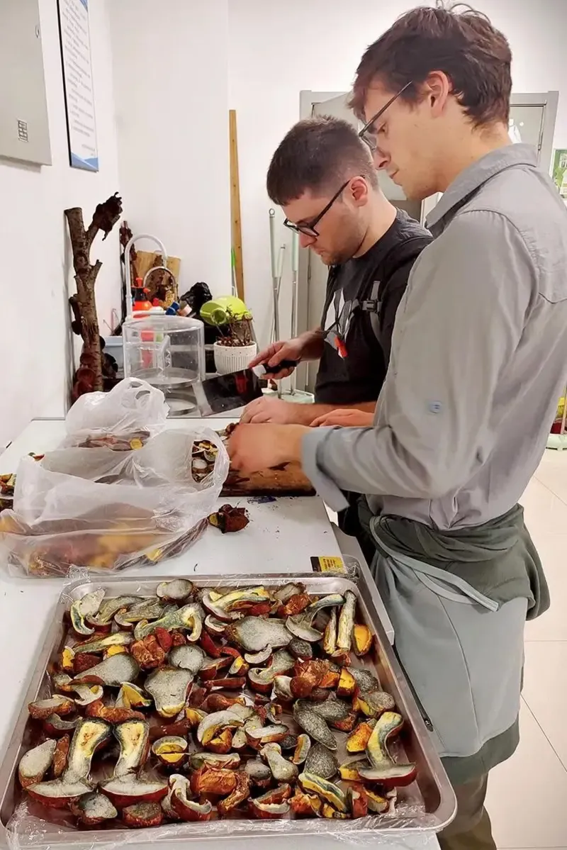 قارچ مرموزی که آدم‌ها را وادار می‌کند «آدمک‌های کوچک» ببینند