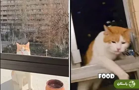 تصاویر گربه‌ معروف شهرک اکباتان در تیک‌تاک جهانی شد؛ ۲ میلیون بازدید در یک روز!