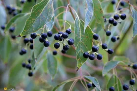 ماده کافور از این درخت غول‌پیکر به دست می‌آید | کافور چیست و چرا در سربازی از کافور استفاده می‌شود؟