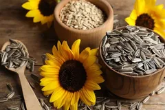 خواص بی‌نظیر تخمه آفتابگردان