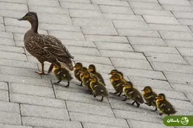 (ویدئو) واکنش دیدنی شهروندان تهرانی به سقوط سبد جوجه اردک‌ها وسط اتوبان