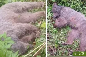 ویدئو | مرگ یک خرس مادر و توله‌اش در جنگل‌های مازندران با شلیک فردی ناشناس