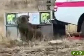 ویدئو | حمله ناگهانی خرس عصبانی به محیط‌بان