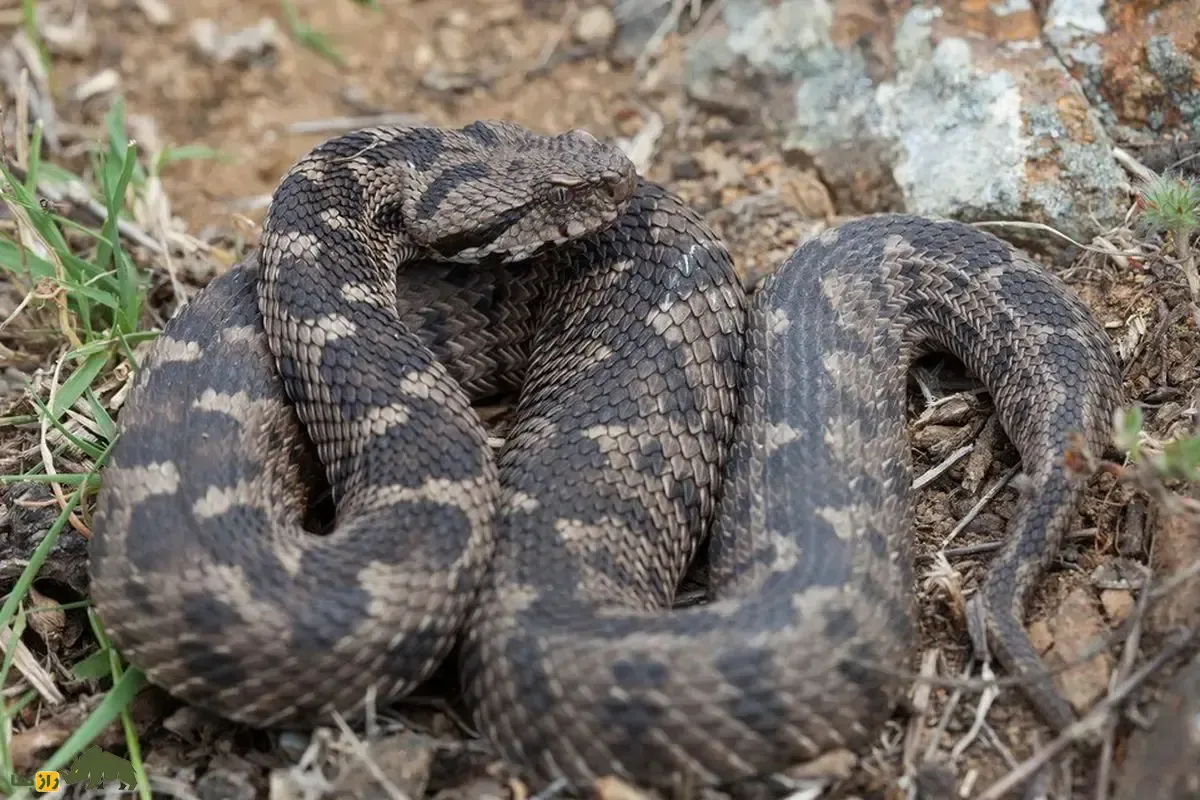 تعبیر خواب مار- انواع مختلف مار