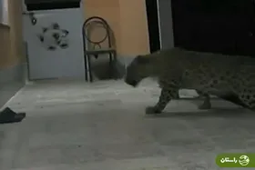 ویدئو |‌ سرقت شبانه دمپایی محیط بانان توسط پلنگ در سمنان!