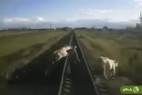 ویدئو | فیلم حادثه دلخراش برخورد قطار با مرد و گاوش