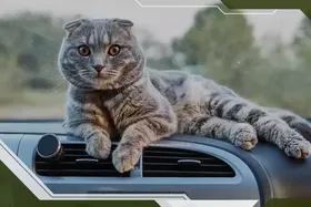 عملیات غیرمنتظره آتش نشان‌های نسیم‌شهر؛ نجات گربه‌ای که سه روز در داشبورد خودرو گرفتار بود!