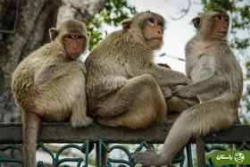 ویدئو | حمله جسورانه میمون‌ها به یک افسر پلیس