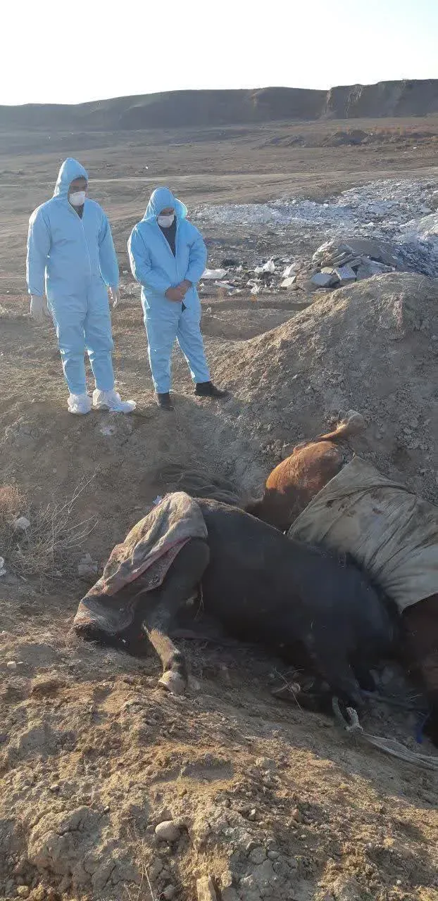 حمله به مرکز نگهداری اسب