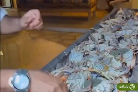 ویدئوی دلخراش از زنده زنده کباب کردن خرچنگ در جنوب ایران