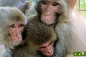 ویدئو | جولان هفت میمون در عظیمه کرج!