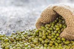 طبع ماش و خواص آن در طب سنتی