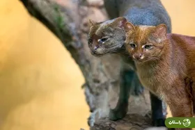 عکس | آشنایی با عجیب‌ترین گربه جهان